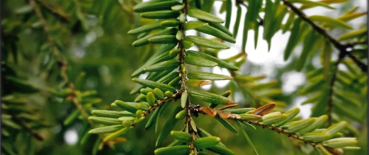Annual Tree Seedling Sale
