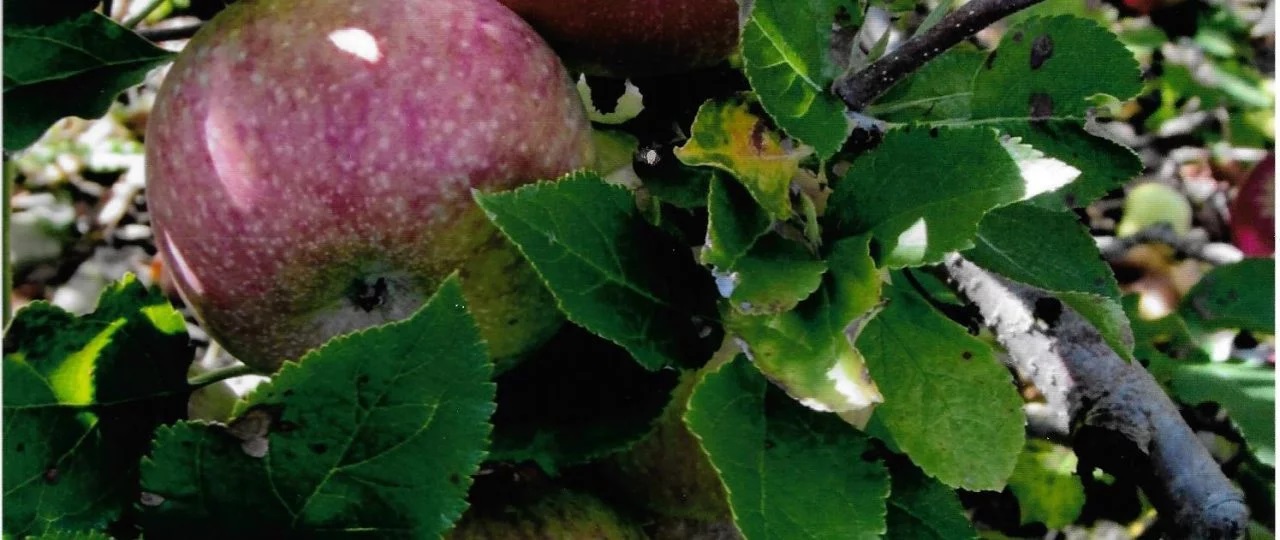 Nutrient Management